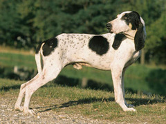 <p>Origin: France</p><p>Height: 20-23 in</p><p>Weight: 55-60 lbs</p><p>Life Span: 10-14 yrs</p><p>Type: Scent Hound</p>