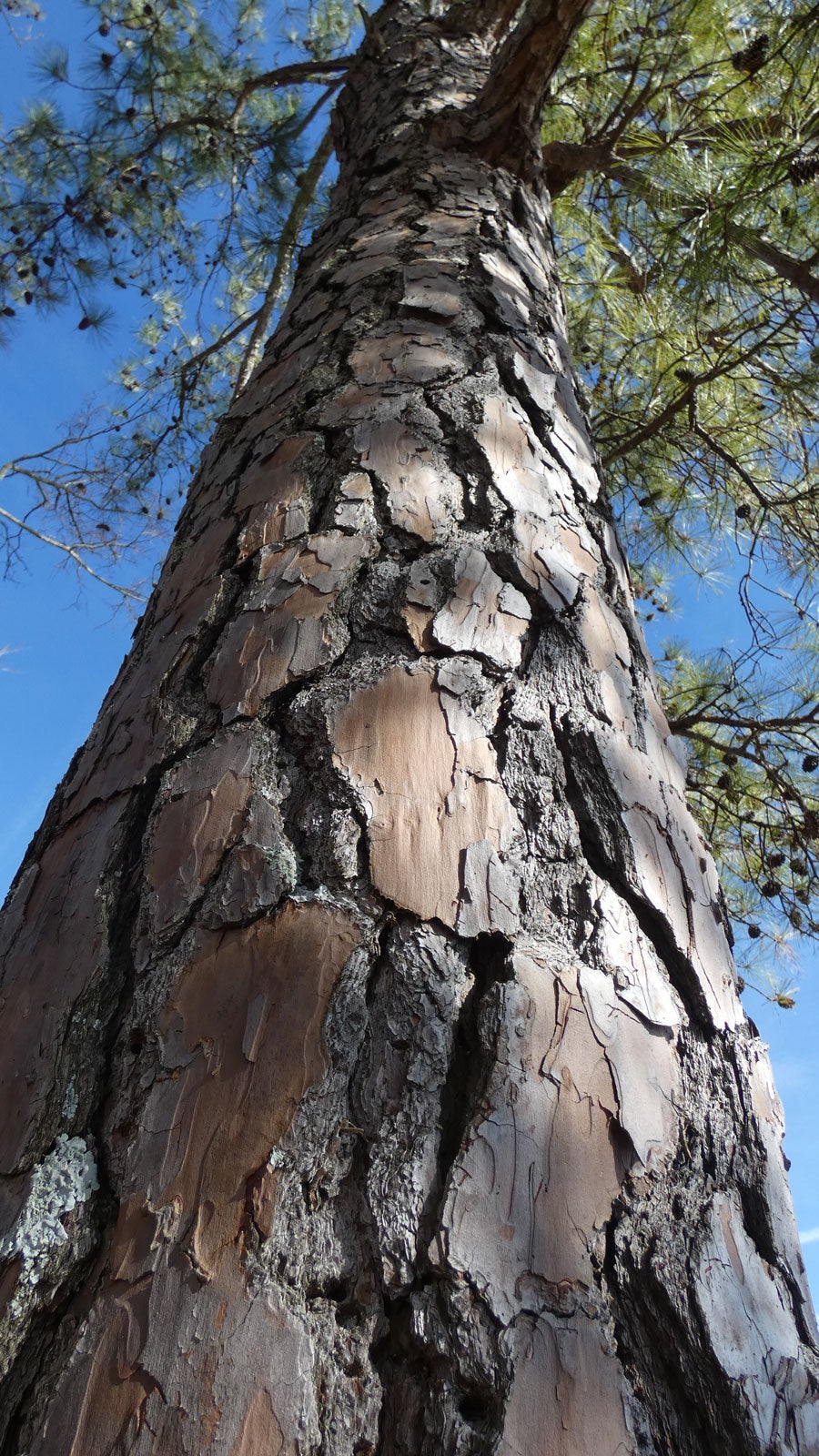 <p>Loblolly Pine</p>