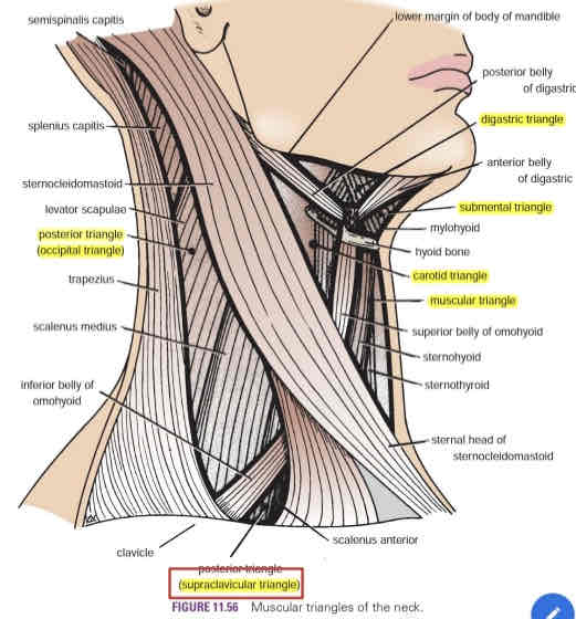 <ul><li><p>AKA omoclavicular triangle</p></li><li><p> Supraclavicular fossa (subclavian arterial pulse)</p></li><li><p>Subclavian artery</p></li></ul>
