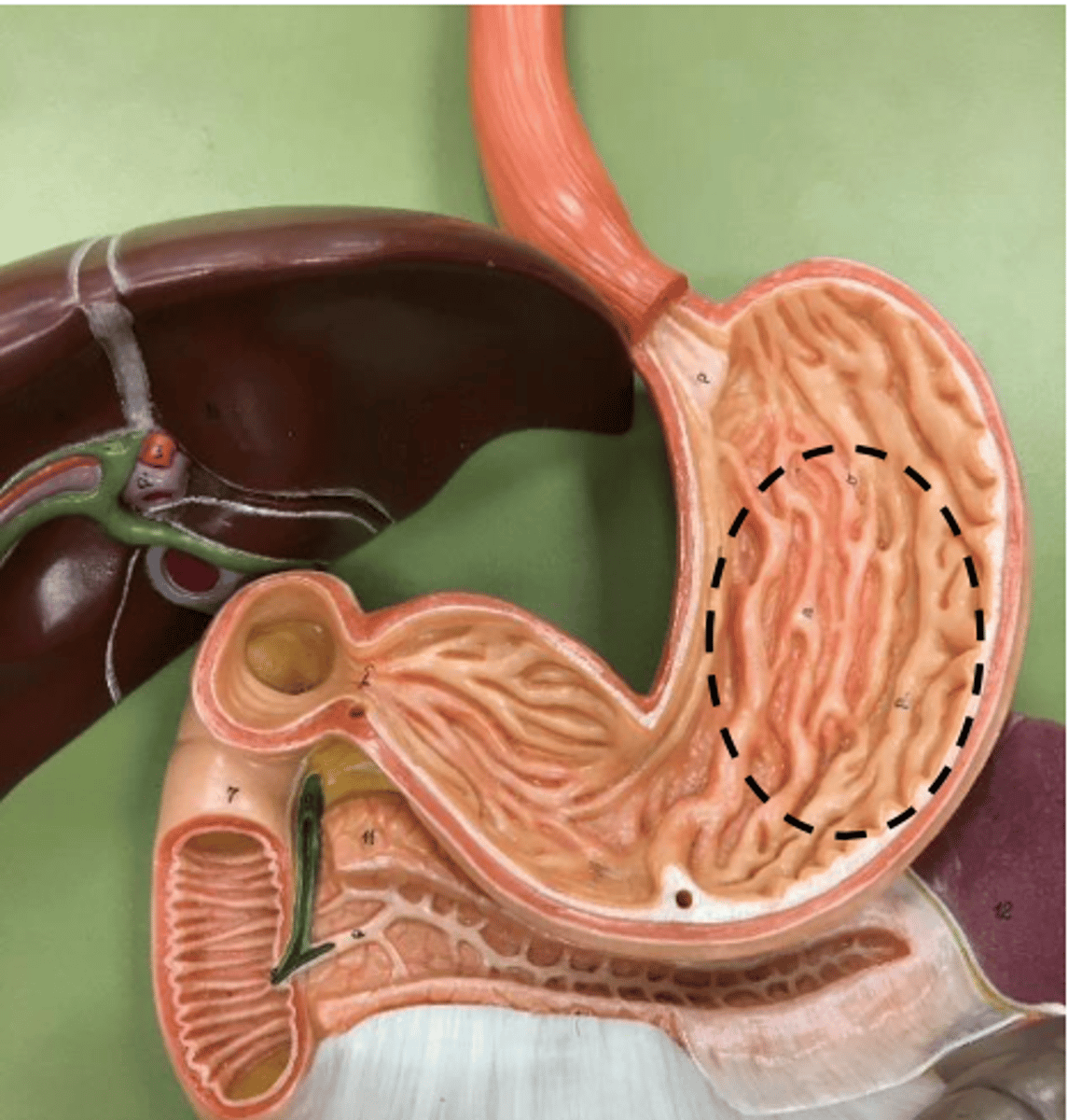 knowt flashcard image