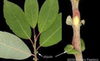 <p>A leafy appendage</p>