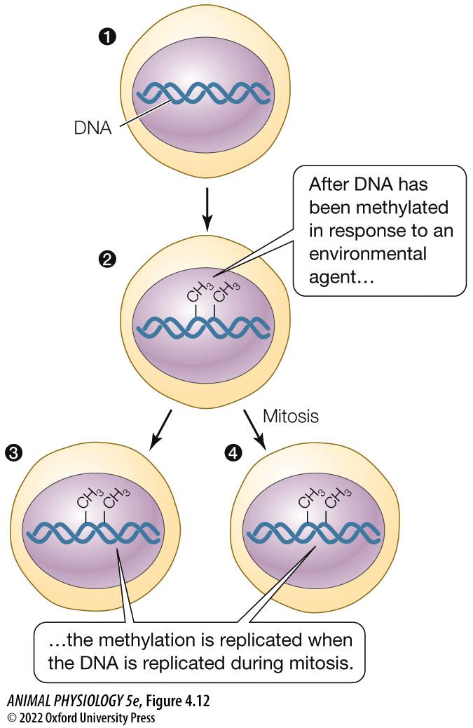 <p>•(usually) Methyl groups attach to cytosine in promotor regions of genes</p><p>•Turns gene expression “off”</p><p>•Can be replicated during mitosis (somatic replication)</p><p>•Can be replicated during meiosis (transgenerational replication)</p>