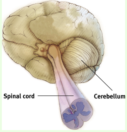 <p>Cerebellum.</p>