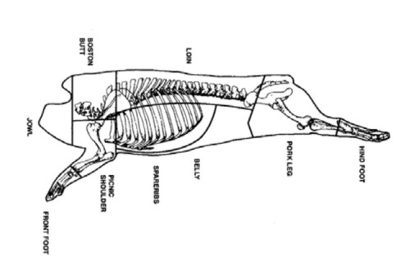 <p>boston butt, picnic shoulder, loin, belly, ham</p>