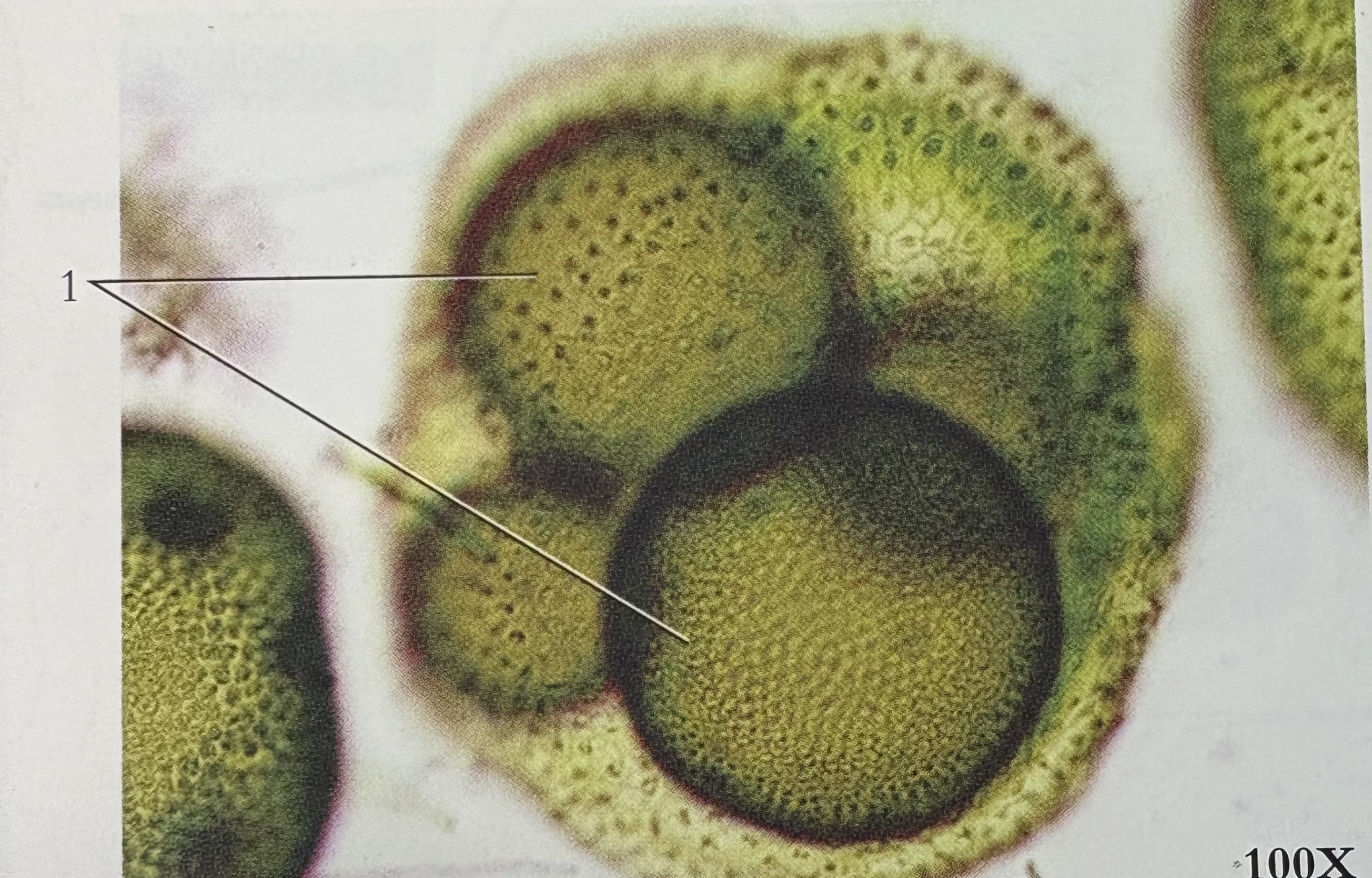 <p>What phylum and #1</p>