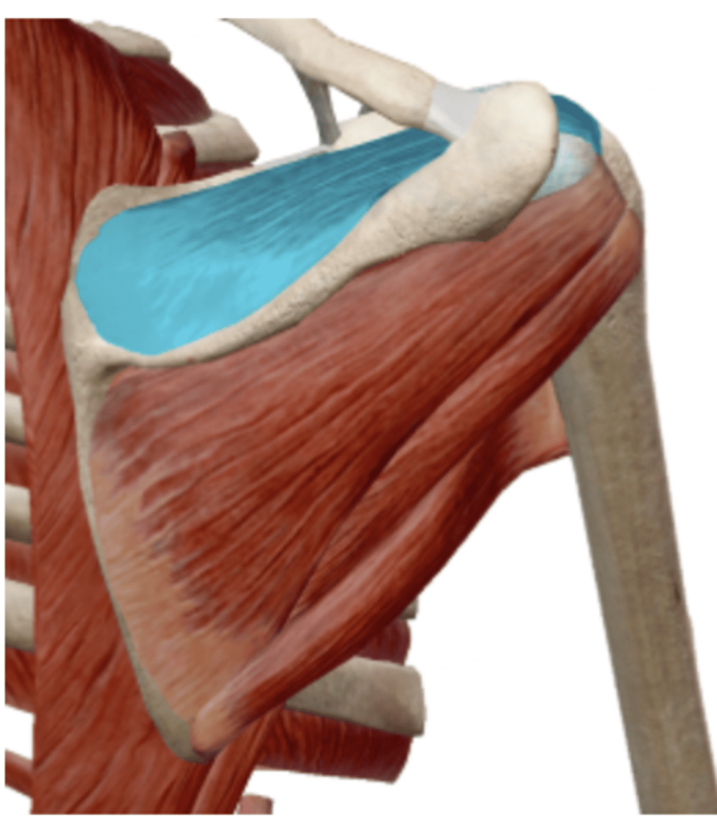 <p>Supraspinatus Insertion</p>
