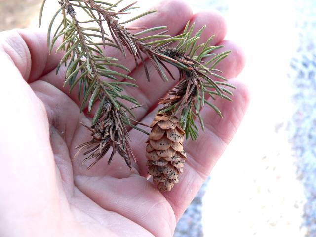 Blade: 4-sided needle, "softer" or more pliable, smell like cat pee, normal green with lighter colors towards the end
Reproductive: slender, cylindrical cones that are light brown in color and 1½–2½" long with flexible scales
Bark: grey-ish bark, can see scales but much smoother than most softwoods