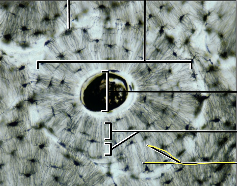 <p>What is the yellow line pointing to?</p>