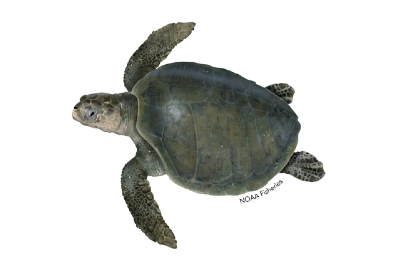 <p>Olive Ridley Sea Turtle </p>