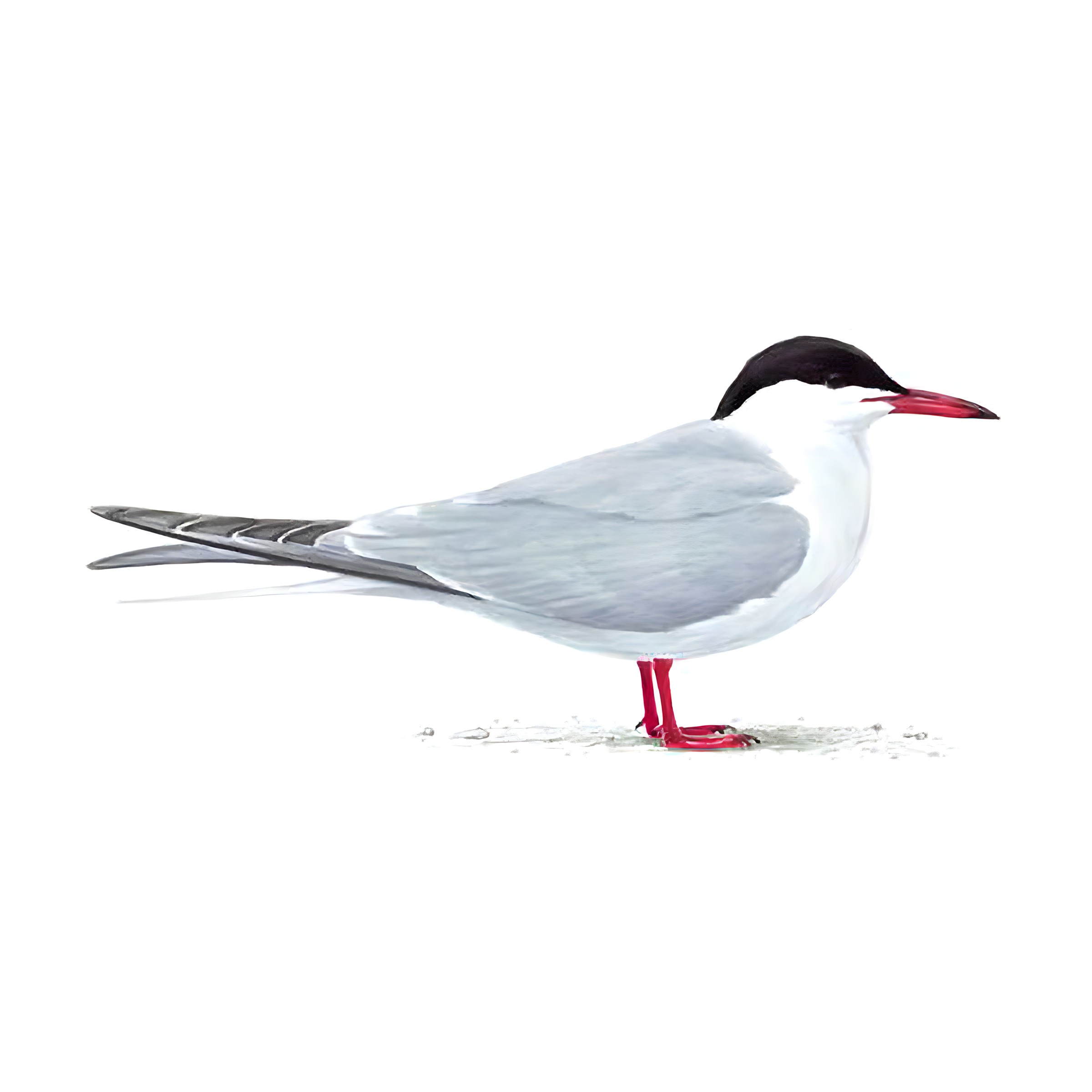 <p>What bird is this?</p>