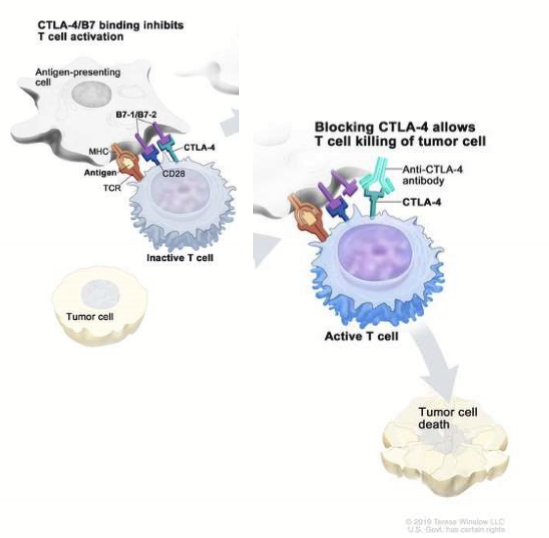 <p>Ipilimumab(Yervoy). Prevents apoptosis of CTLs by blocking CTLA-4 activation. Allowing CTLs to kill cancer and cause inflammation. Only 14.4% response rate with a 80% 5yr survival. </p>