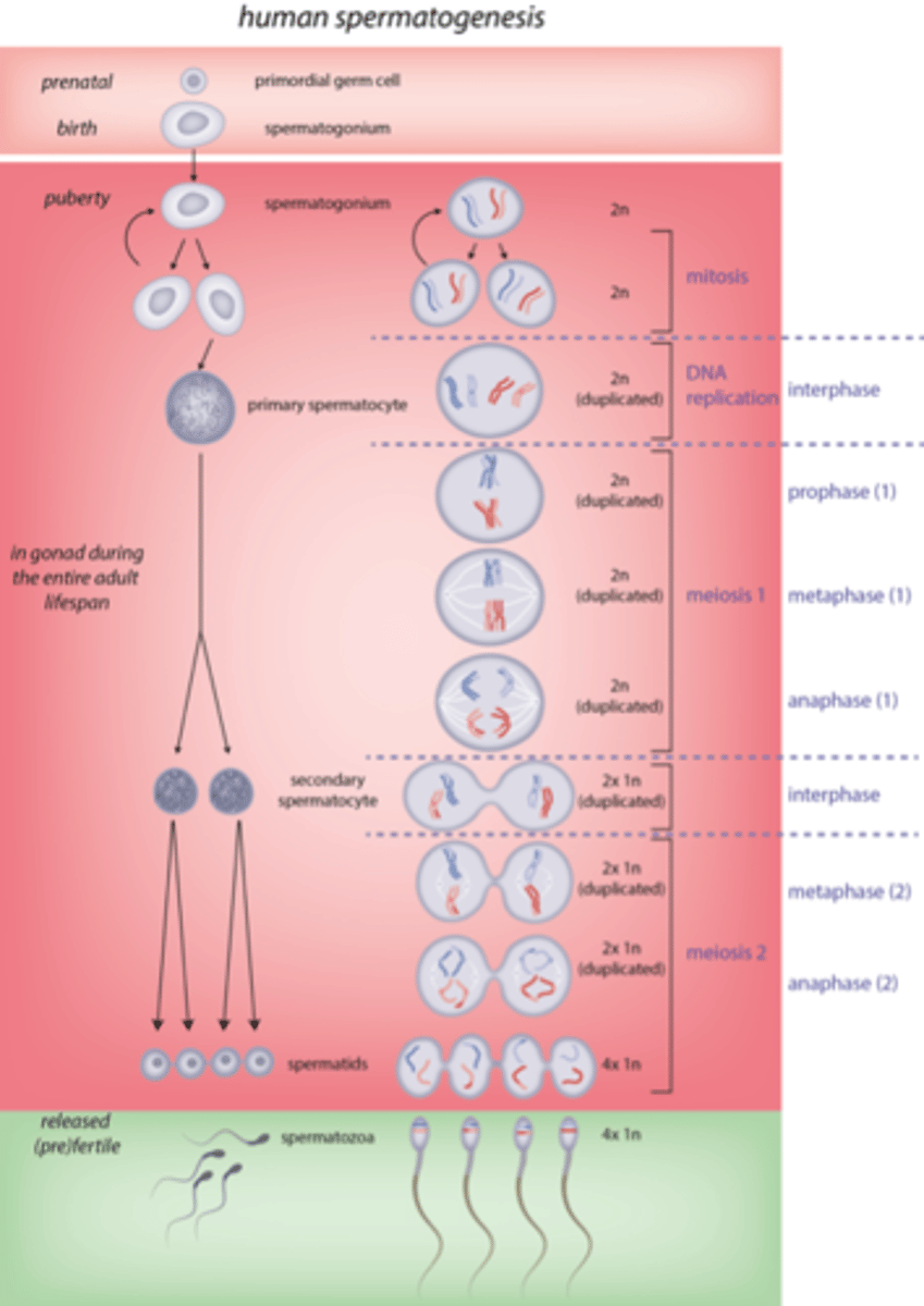 <p>mitosis --> meiosis --> meiosis</p><p>- in the first round of mitosis, only one of those cells continues to become sperm</p><p>--- both cells dont undergo meiosis so that we keep replenishing the germ stem cell line and can keep forming sperm</p>