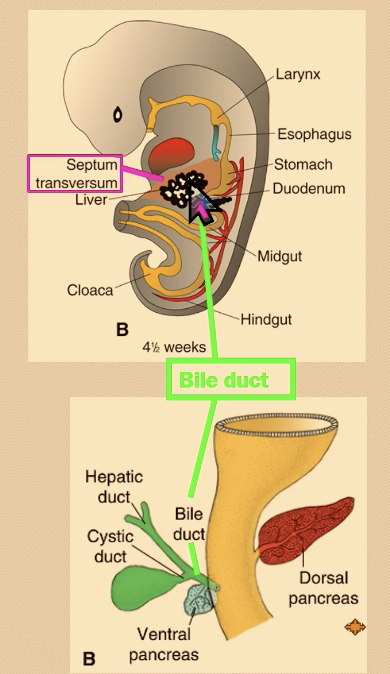 <p><span>From hepatic diverticulum (endodermal proliferation of hepatic diverticulum ie liver bud) growing into septum transversum; </span><strong><span>bile</span></strong><span> </span><strong><span>duct</span></strong><span> connects to duodenum.</span></p><p></p><p><span>HY: </span><span><span> The two capillary network is, let's say the cilia artery goes to the stomach. There's a capillary network there. That capillary network is drained by the portal vein and goes back into the hepatic sinusoid, which is the second capillary network. So that's why it's called a portal system.</span></span></p>
