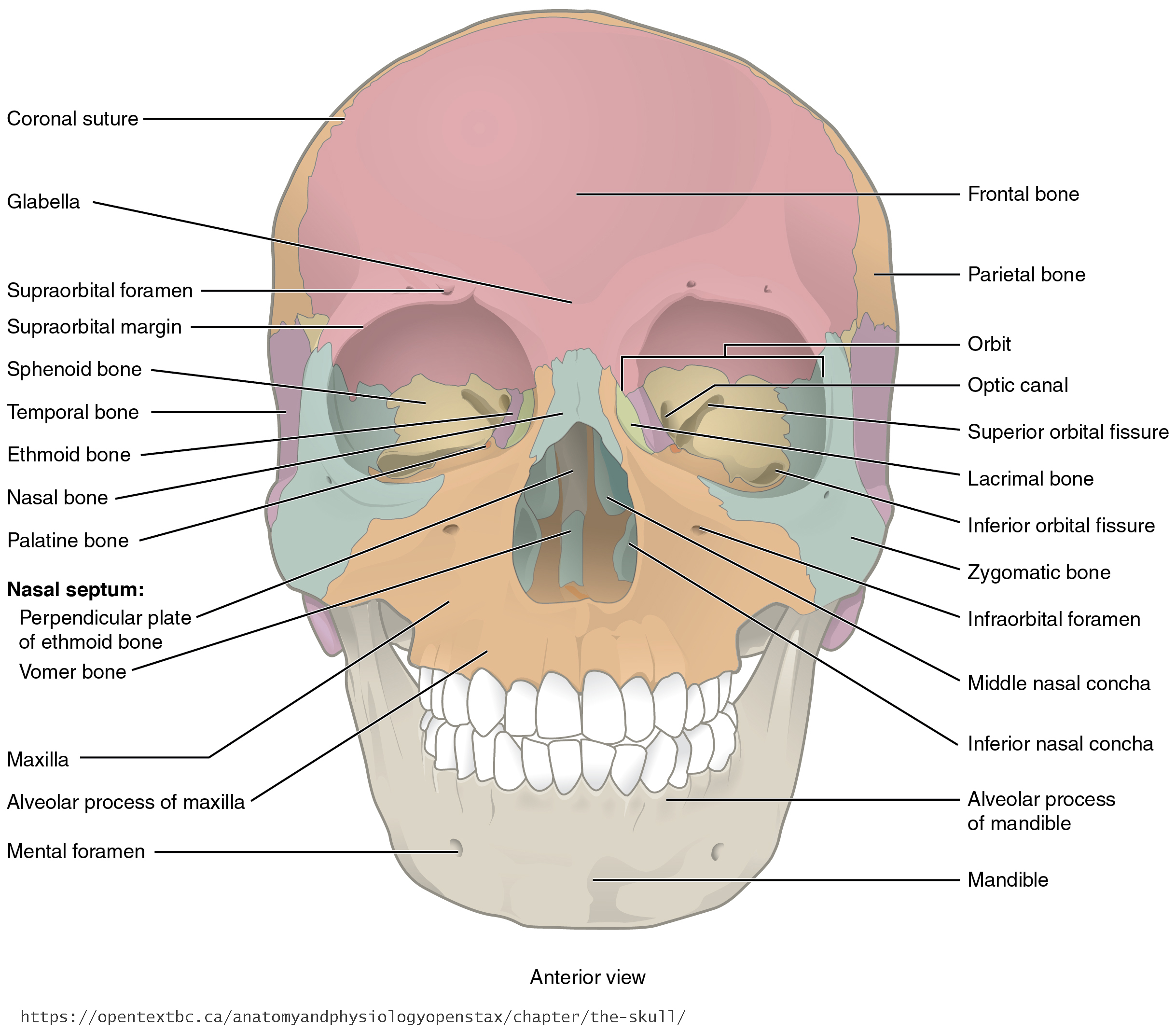 term image