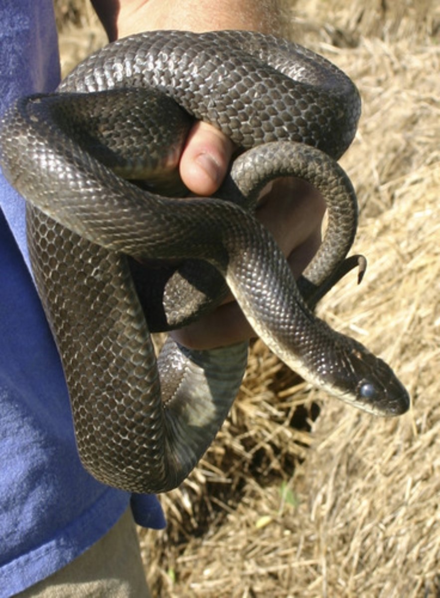 <p>Pantherophis alleghaniensis (Threatened)</p>