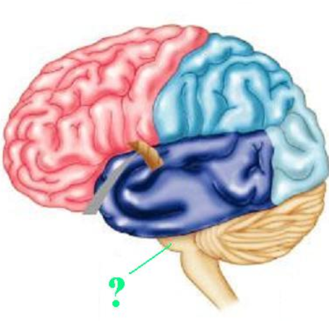 <p><span><span>Identify the indicated structure of the brain.</span></span></p>
