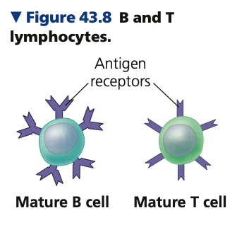 **Adaptive immunity**

* Relies on T cells and B cells


* Types of white blood cells called ______
* Originate in the ___ cells in bone marrow
  * Some migrate to the ____ (organ in thoracic cavity above heart) → T cells
  * Some mature in the ____ → _ cells
  * Other lymphocytes become natural ___ cells