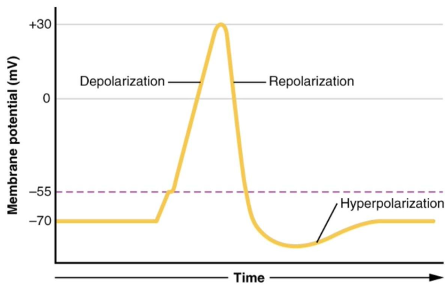 <p>What does the return to rest consist of?-banana</p>