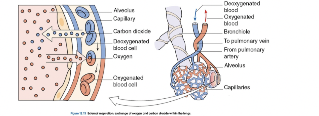 <p>External Respiration Pulmonary Gas Exchange</p>