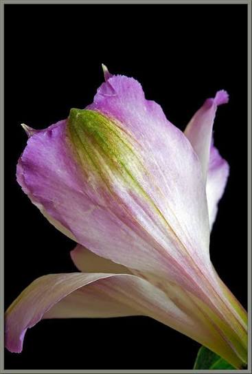 <p>Protective structures that encase and protect the developing flower bud before it opens.</p>