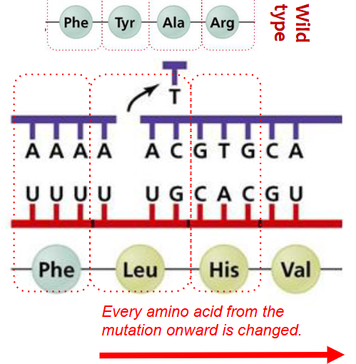 <p>A frameshift mutation shifts the grouping of the 3 bases the code for 1 amino avoid; the resulting protein is usually nonfunctional</p>