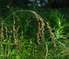 <p>Rattlesnake Grass</p>