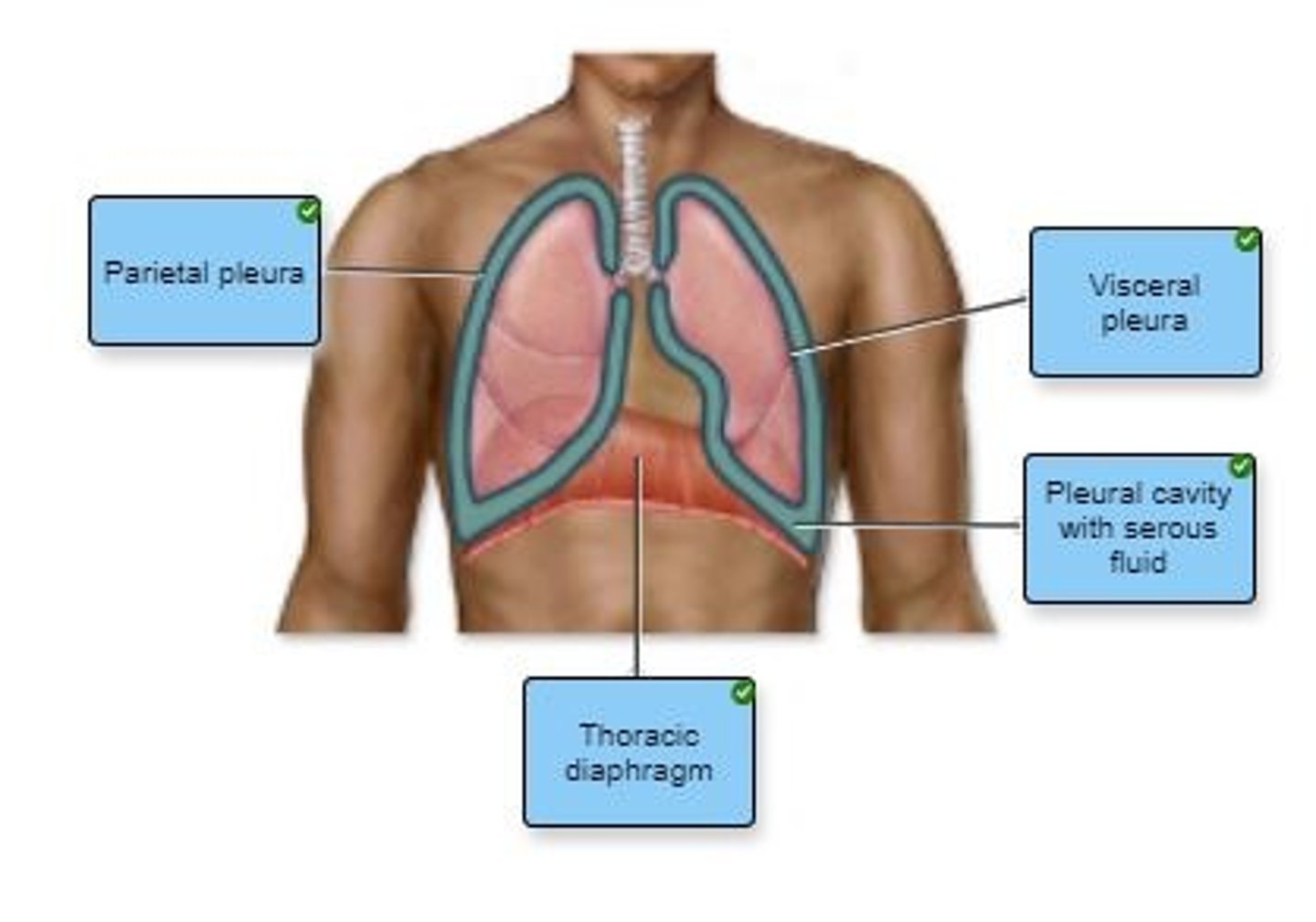 <p>visceral = inner lining of a membrane parietal = outside lining of a membrane</p>