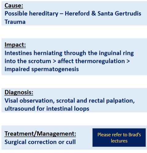 <p>Scrotal Hernia</p>