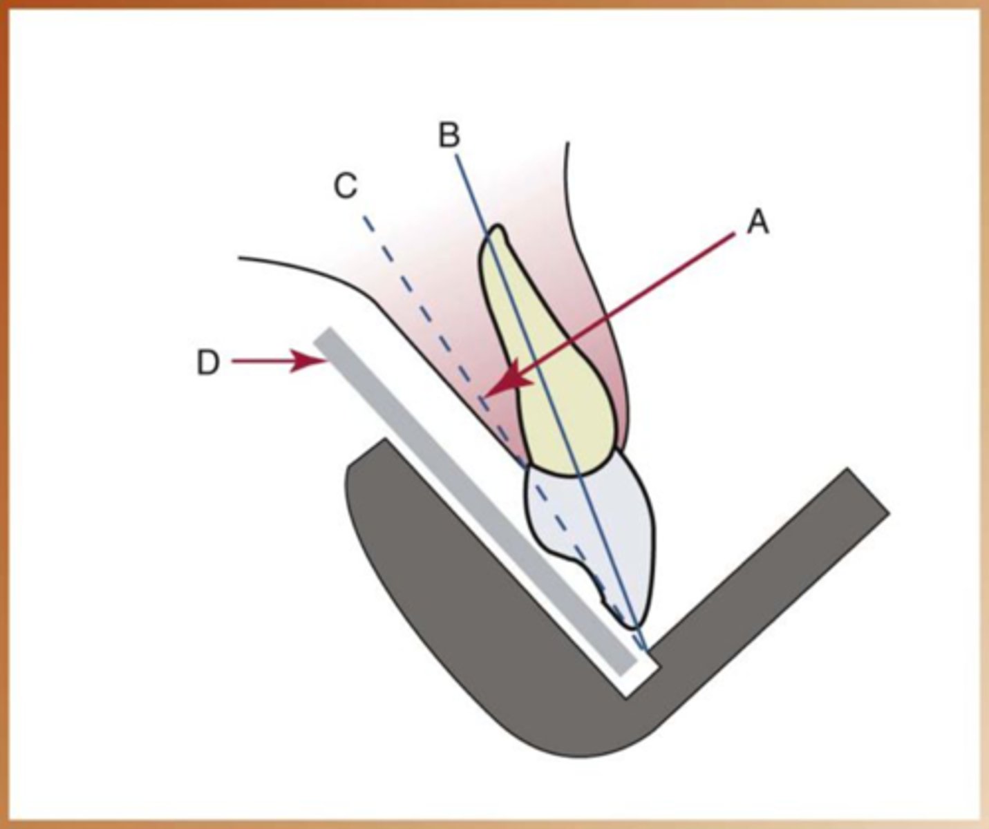 <p>The central portion of the primary beam of radiation.</p>
