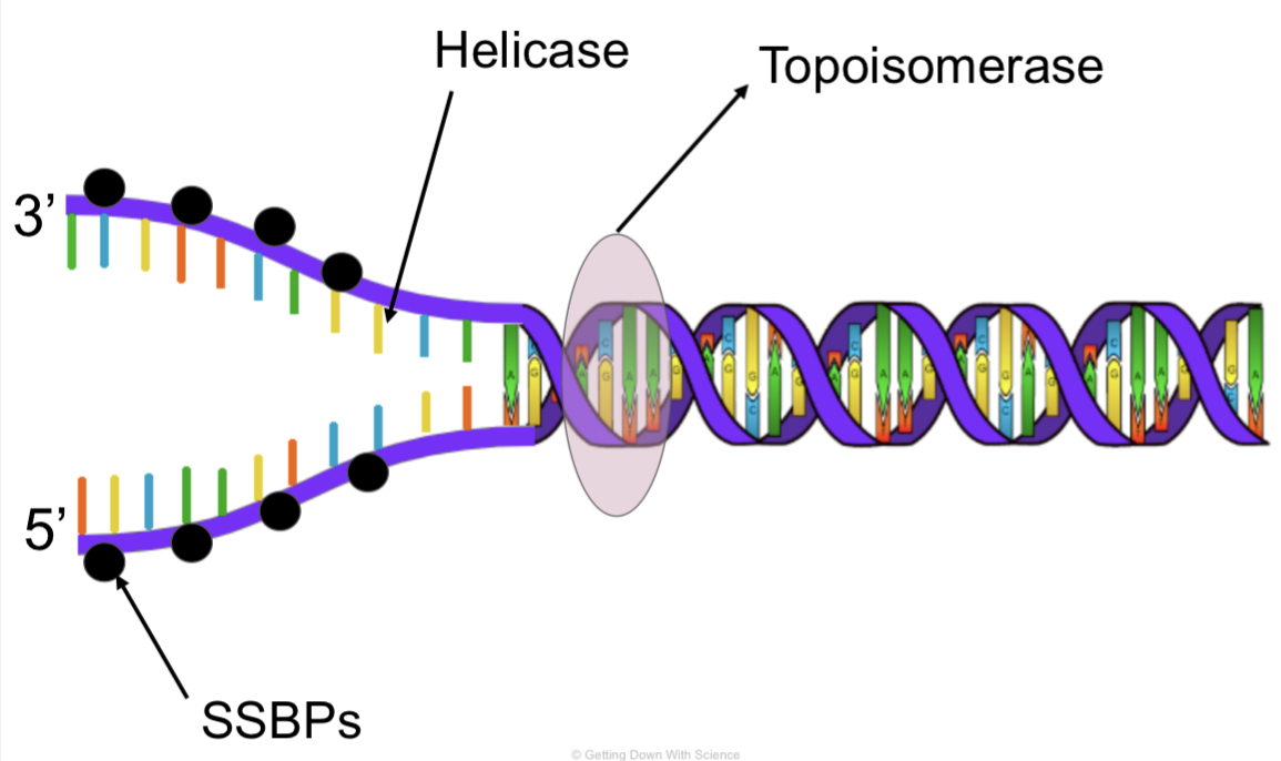 Topoisomerase
