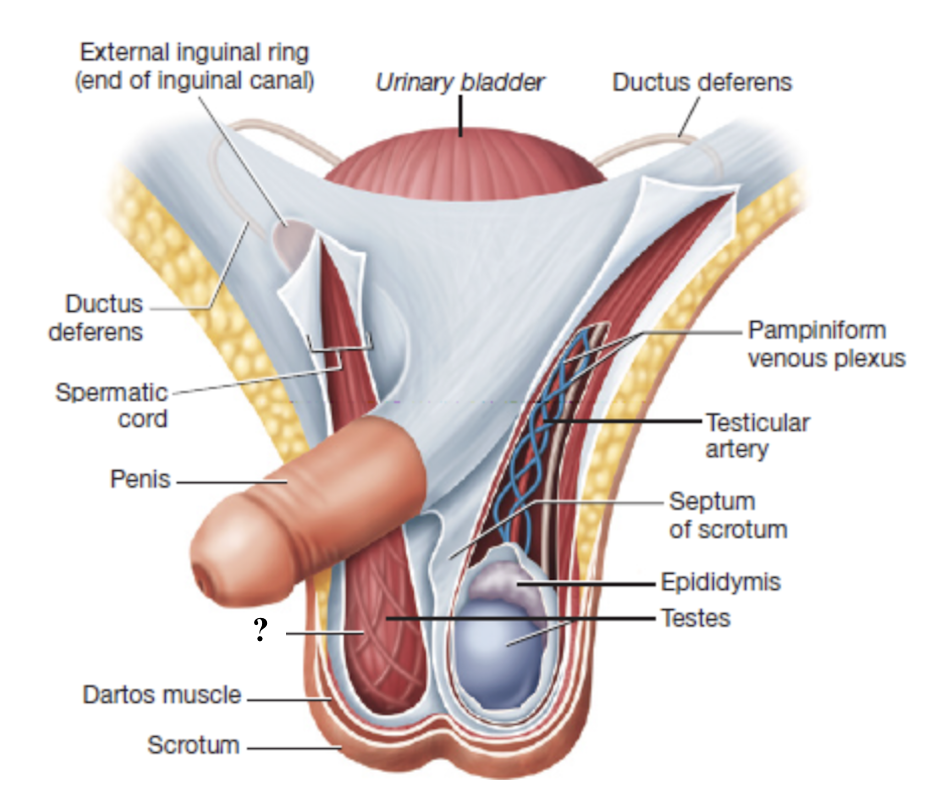 <p>smooth muscle fibers interwoven with the spermatic cord that contract to move the testes closer or farther from the body </p><ul><li><p>regulate temperature for optimal sperm production</p></li></ul><p></p>
