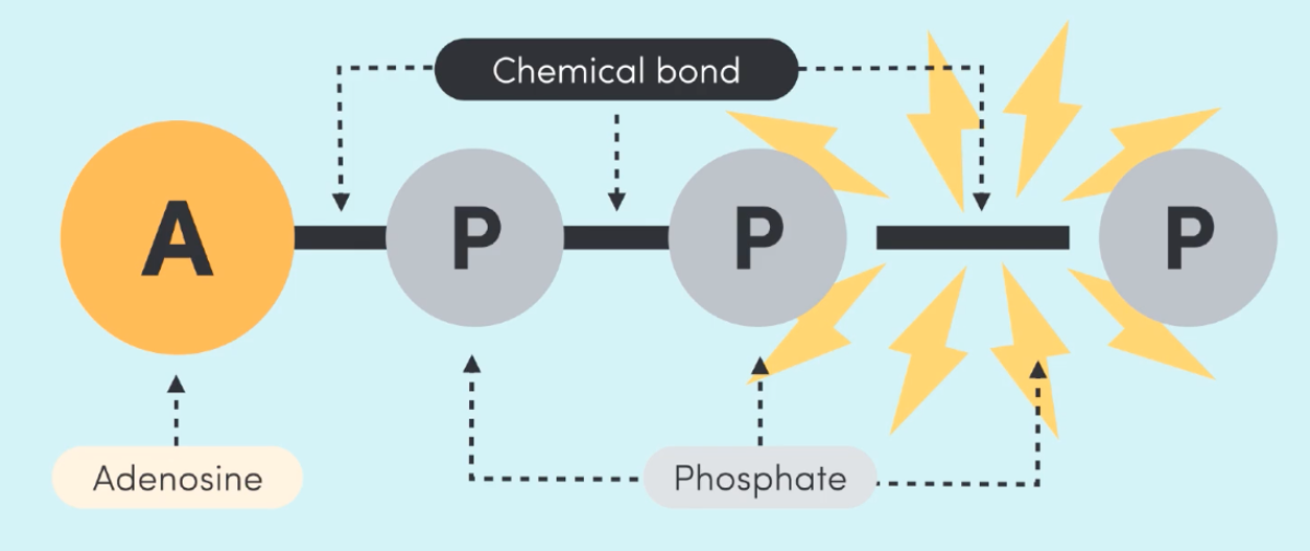 <p><strong>ATP</strong> - adenosine triphosphate</p><p>the last phosphate of ATP <strong>detaches and releases the movement energy</strong> from the bond. There is only a limited supply of ATP in the muscles and energy only lasts a few seconds.</p><p>once the phosphate breaks off, it becomes <strong>ADP</strong> - adenosine diphosphate and because these bonds aren’t strong enough to produce energy, the body must <strong><u>resynthesise</u></strong> ATP through the 3 energy systems.</p>