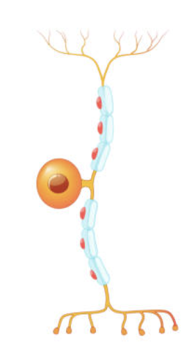 <p>State the type of neuron</p>