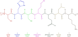 OC-NH bonds between amino acids