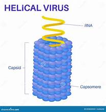 <ul><li><p>e.g. tobacco mosaic</p></li><li><p>RNA bound to protein helix by interactions between negative RNA and positive proteins</p></li></ul><p></p>