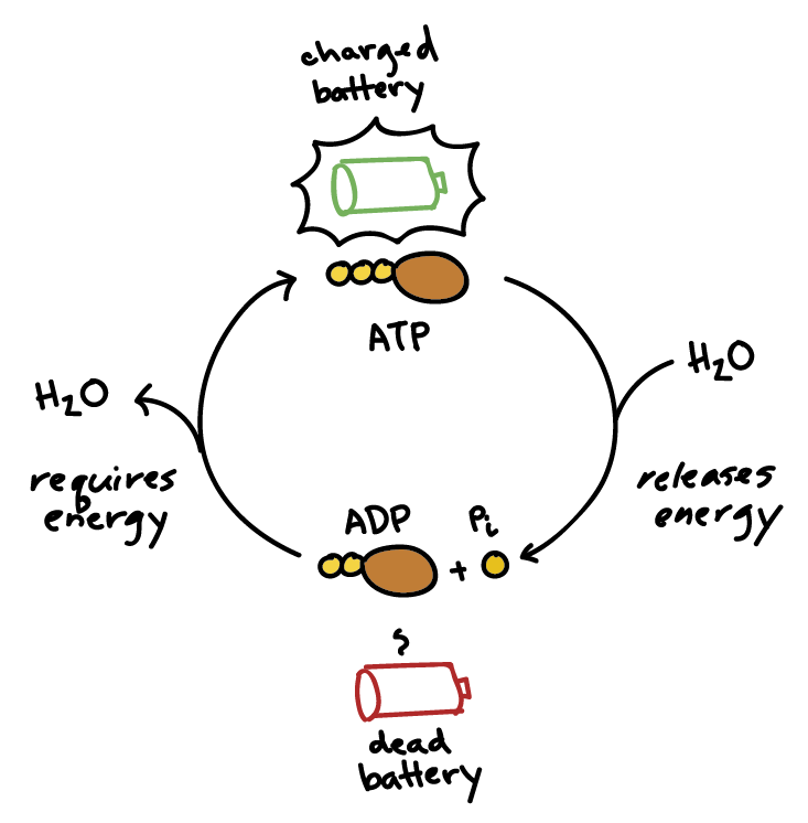 knowt flashcard image