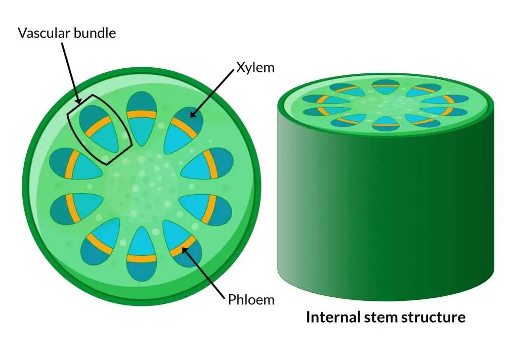 <p>There are two main types of vascular tissue:</p><ol><li><p>Xylem</p></li><li><p>Pholem</p></li></ol><p>These tissues are responsible for transporting needed materials throughout the plant</p><p>Xylem and Phloem are located in structures called <strong>vascular bundles</strong>. <strong>Vascular bundles</strong> are arranged differently in monocots compared to dicots</p>