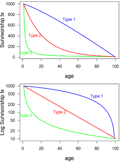 <p>at younger age, higher chance of dying</p><p>ex: fish, insects</p>