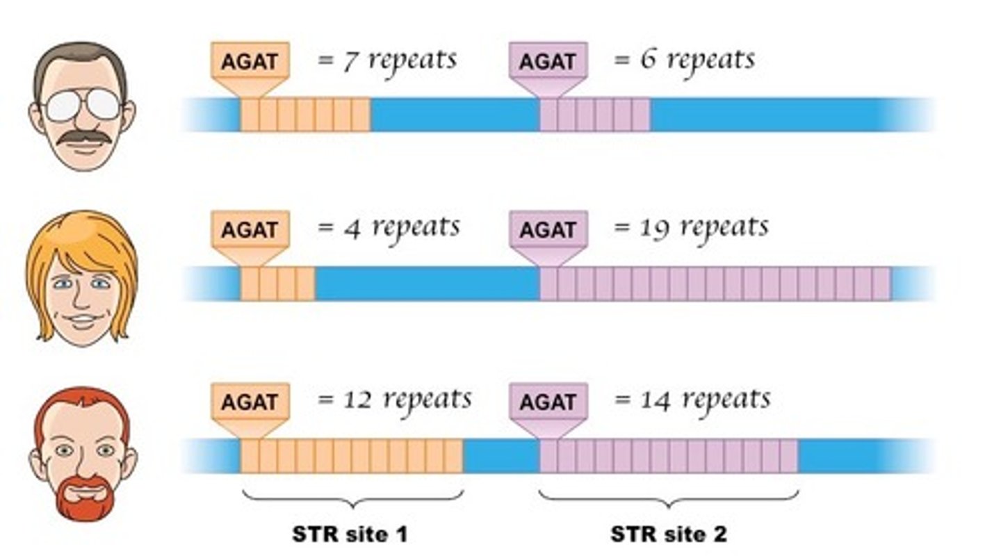 <p>when comparing individuals, the same loci must be analyzed for all individuals being tested</p>