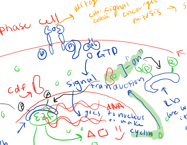 <ul><li><p>signal transduction </p></li><li><p>goes to nucleus to make cyclin</p></li></ul><p></p>