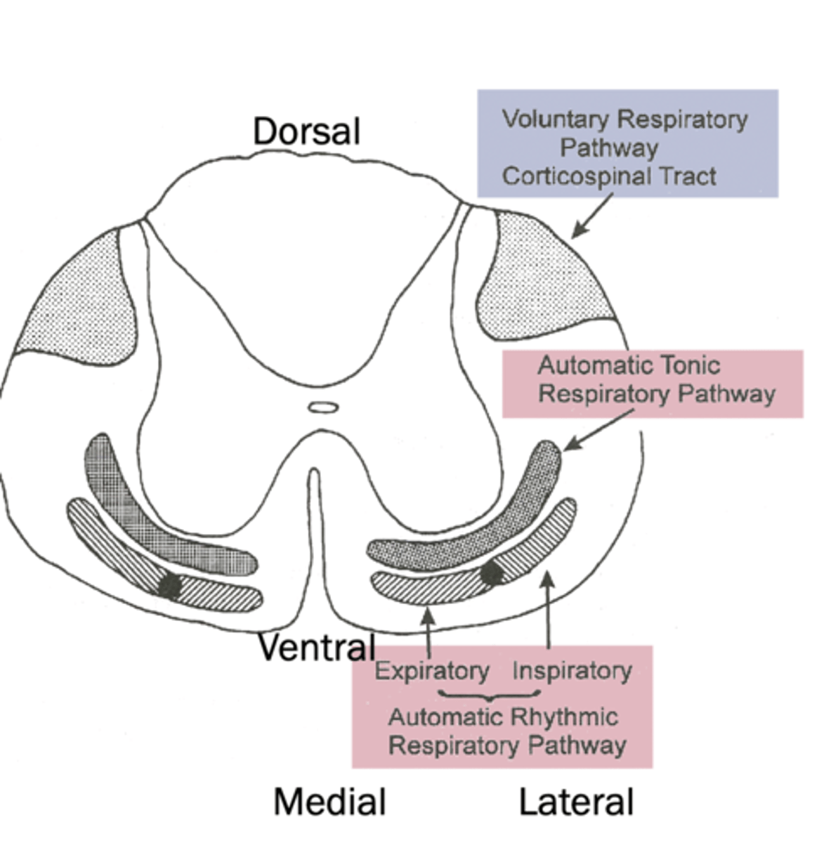 <p>ventral</p>