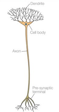 What kind of neuron is this?