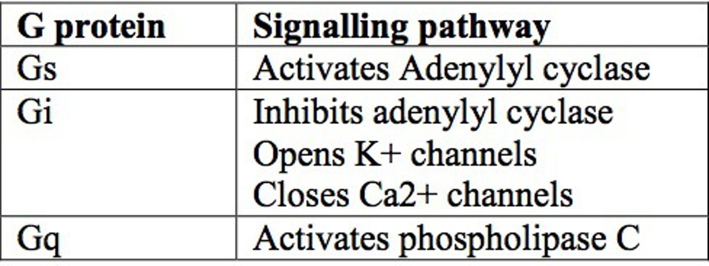 <p>Gs: α-subunit activated adenylate cyclase -> increases cAMP production</p><p>Gi: α-subunit inhibits adenylate cyclase -> decreases cAMP production</p><p>Gq: α-subunit activates PLCβ -> increased IP3 -> increases cytoplasmic Ca</p>