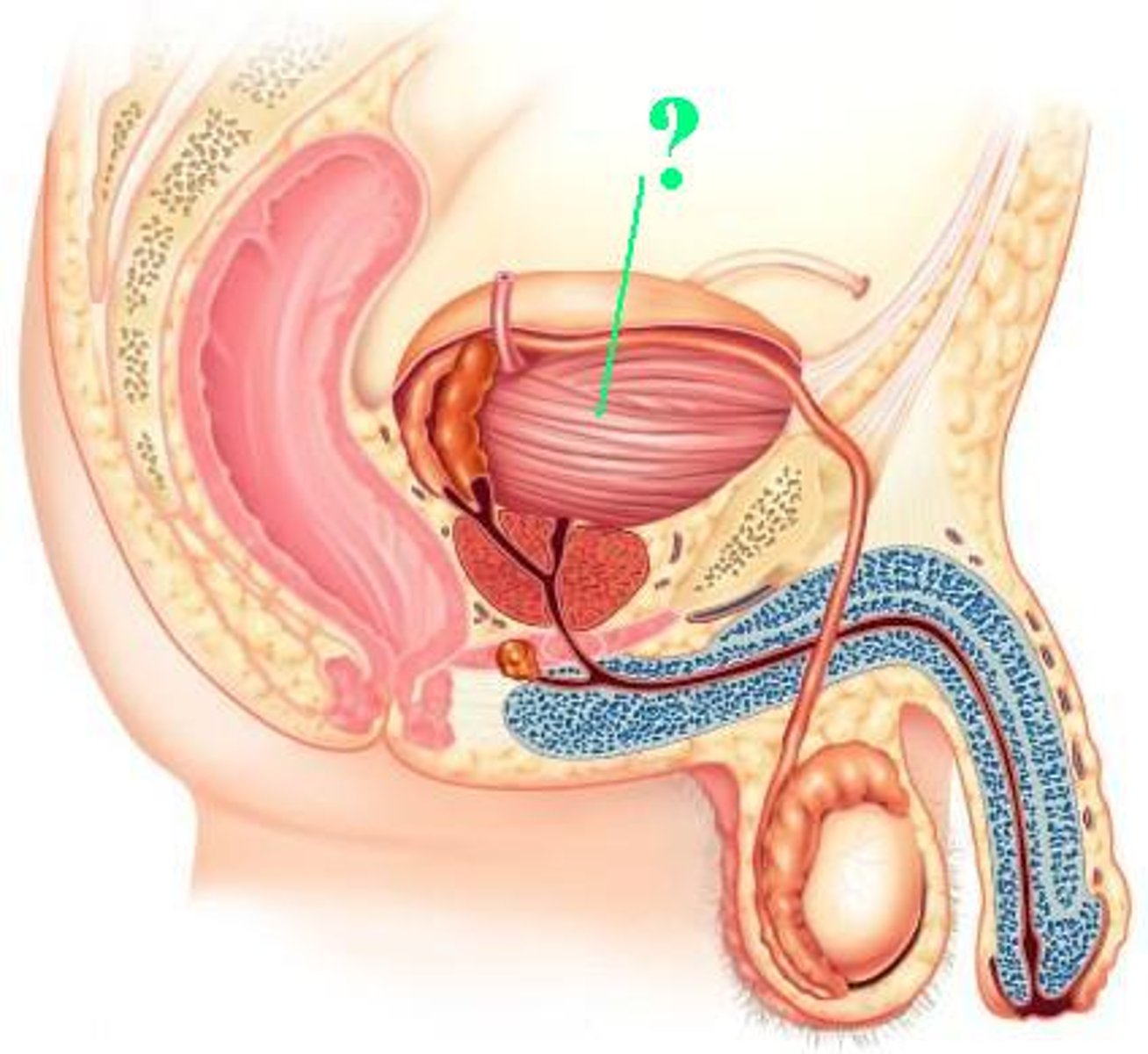 <p>Identify the indicated structure.</p>