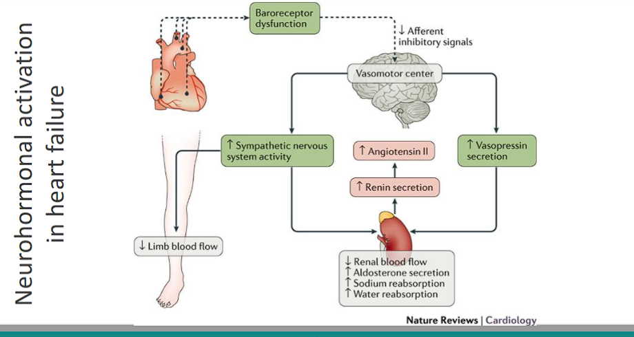 <ol><li><p>heart dysfunction</p></li><li><p>baroreceptor dysfunction</p></li><li><p>afferent inhibitory signals sent to VMC</p></li><li><p>VMC increases sympathetic output and increases vasopressin secretion</p></li><li><p>Kidney increases renin → angiotensin II</p></li><li><p>increased angiotensin II leads to DECREASED RENAL BLOOD FLOW, increased ALDOSTERONE, INCREASED SODIUM reabsorption and INCREASED water reabsorption.</p></li></ol><p></p>