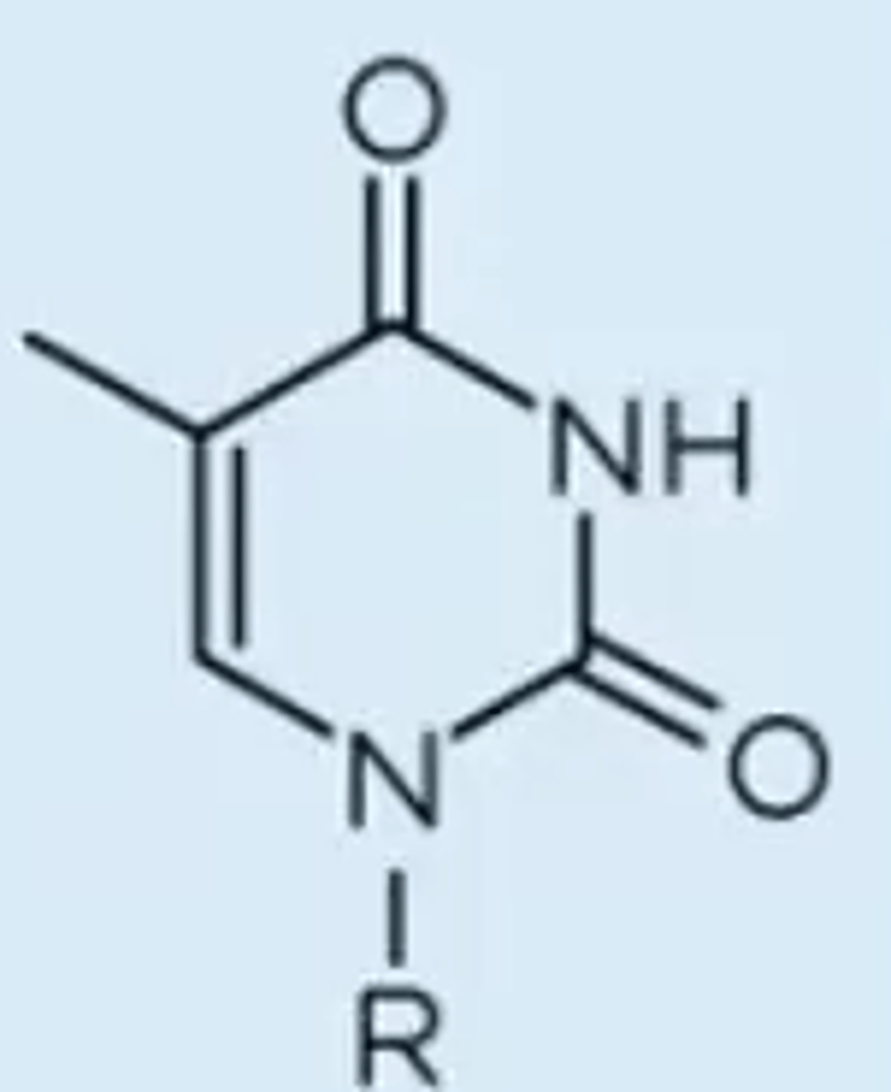 <p>pyrimidine with two carbonyl substituents & a methyl group substituent; looks the same as uracil but with a methyl substituent & is only base with a methyl substituent</p>