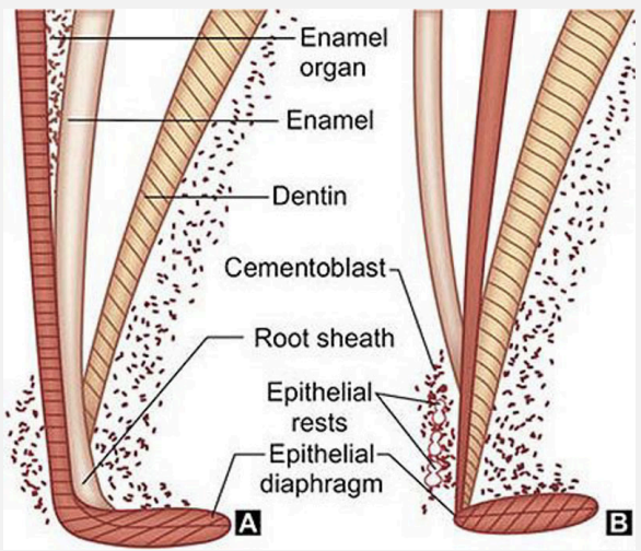 <p><strong><span style="font-family: Times New Roman, serif">Forms during “Bell Stage”. Crowns fully form when the Epithelial Rooth Sheath forms.</span></strong></p>