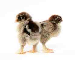 <p>Brahmas: Red wattles and ear lobes, profuse feathering, feathered shanks, and toes</p><p>Class: Asiatic</p><p>Egg color: Brown</p><p>Comb: Pea</p>