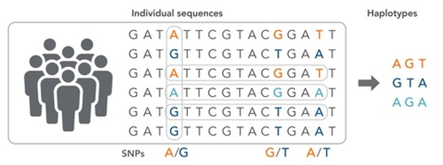 <p>A short section of DNA passed on to the next generation, often used in haplotype tests to identify combinations of SNPs associated with recessive genes.</p>