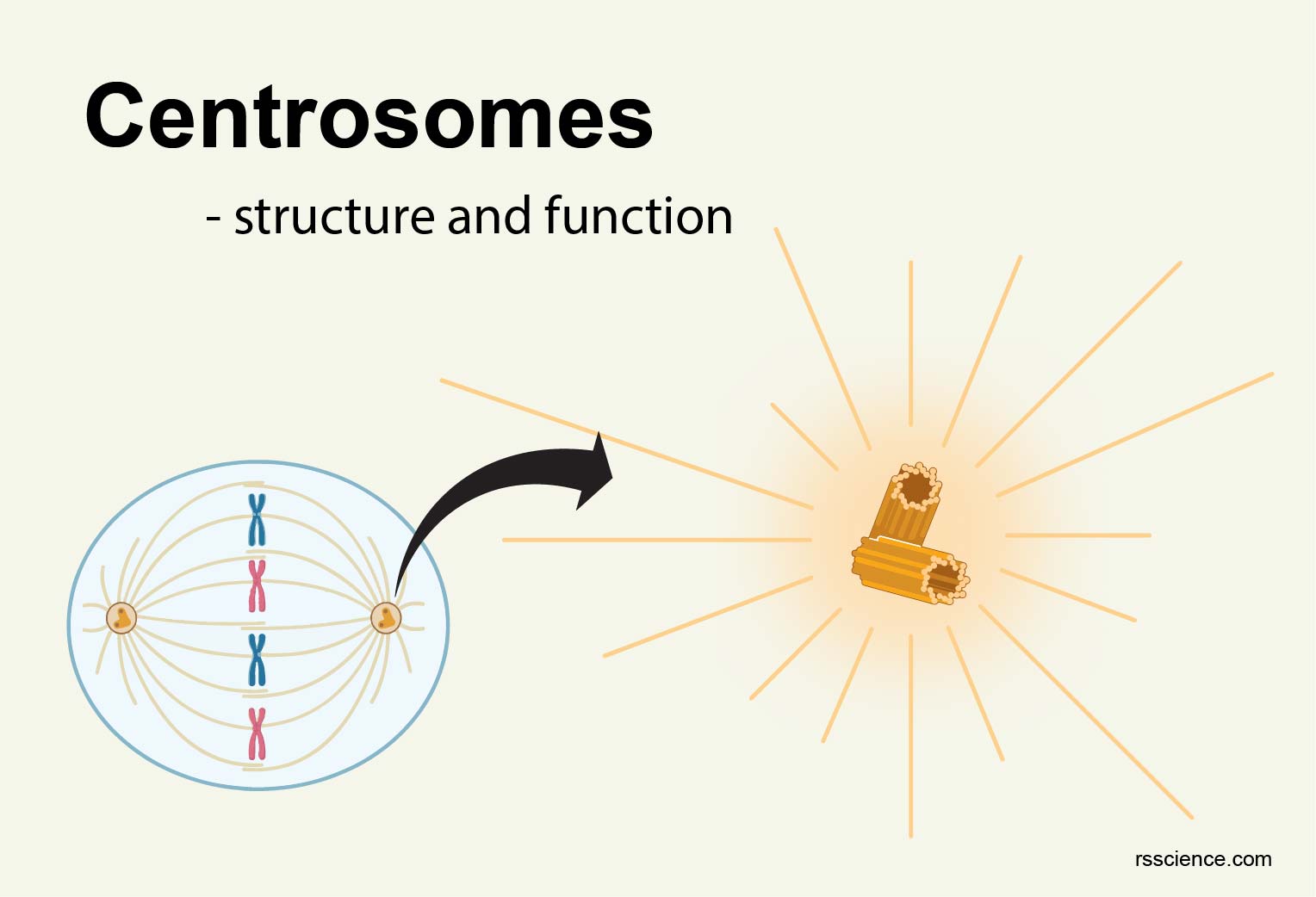 <p><span style="background-color: transparent;"><span>Organelles that organize the microtubules into the mitotic spindle for separating chromosomes during mitosis</span></span></p><p><span style="background-color: transparent;"><span>2 centrosomes are required to divide a cell </span></span>so that two spindle poles can form, allowing sister chromatids to be pulled to opposite sides of the cell</p><p><span style="background-color: transparent;"><span>Centrosomes migrate to opposite sides</span></span></p>